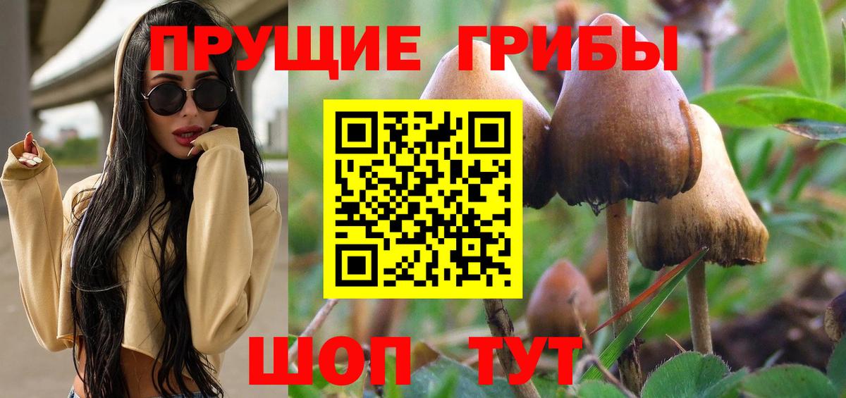 Галлюциногенные грибы Psilocybe Находка